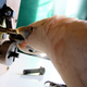 Illustration for article titled Lock-picking cockatoos prove yet again that birds are freakin’ smart